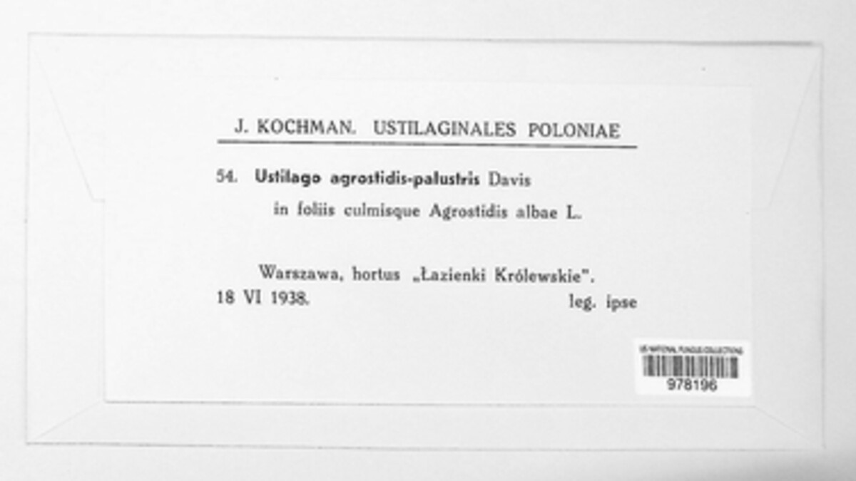 Ustilago agrostidis-palustris image